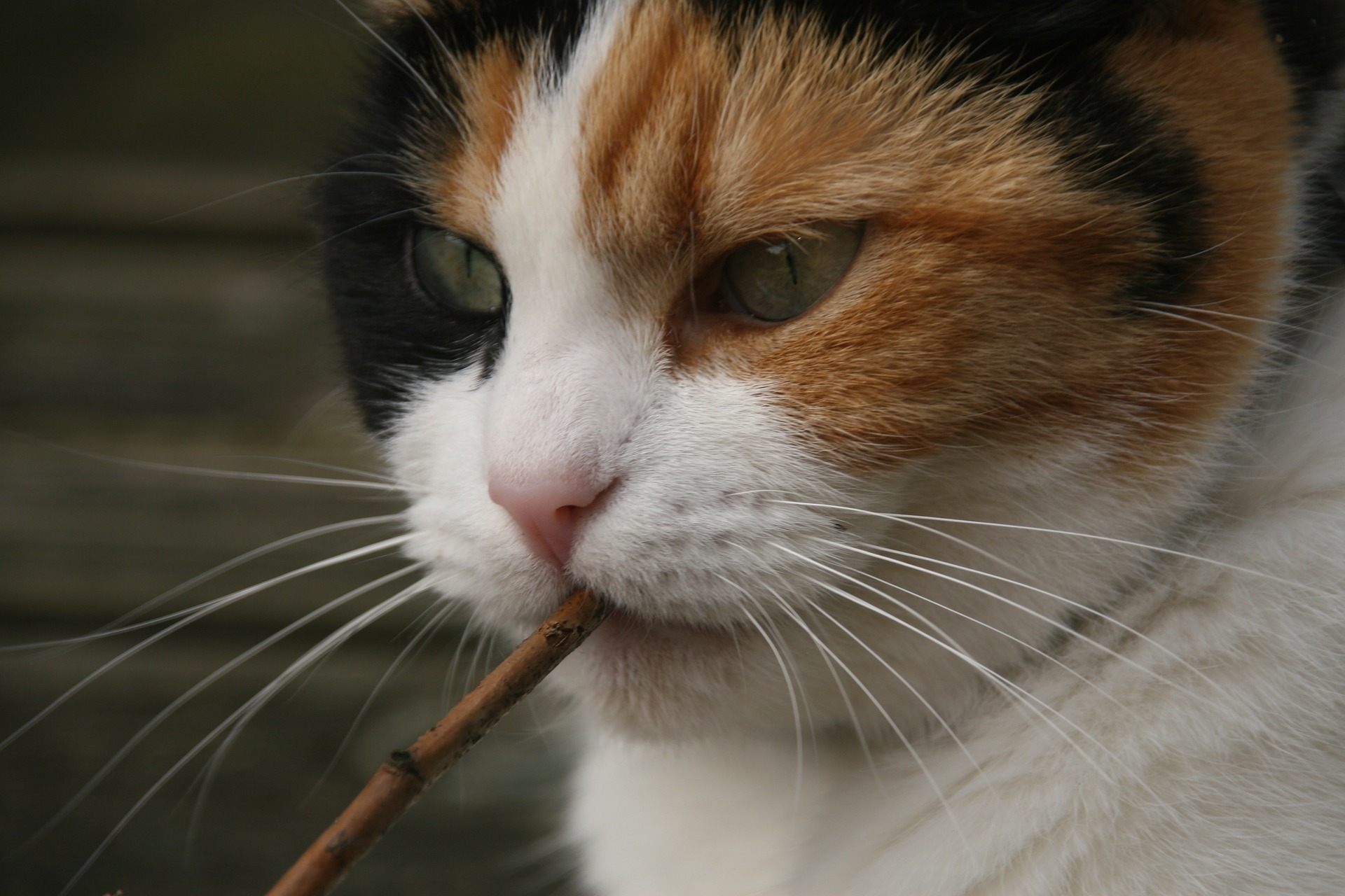 天才！貓奴必學環保飼養法