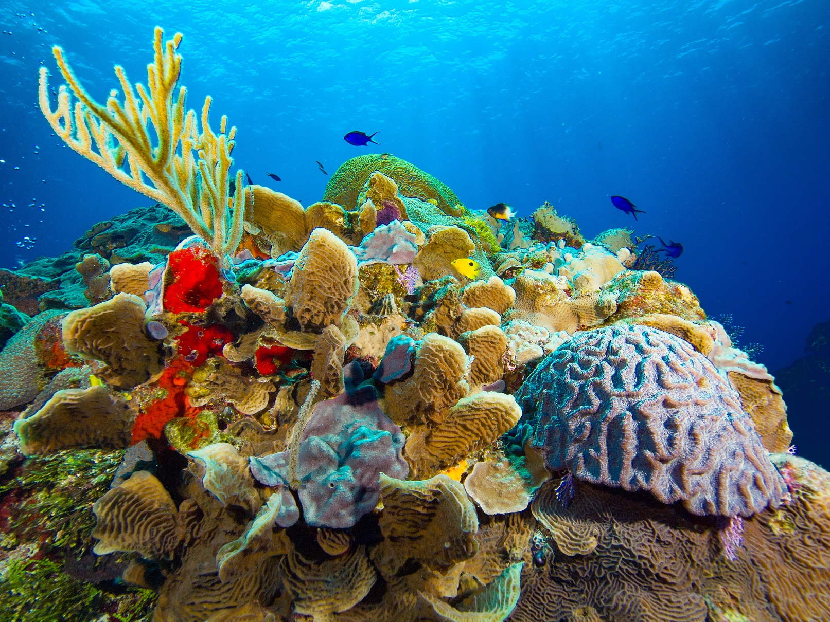 Coral,Reef,With,Sea,Fan,Against,Blue,Water,And,Sky